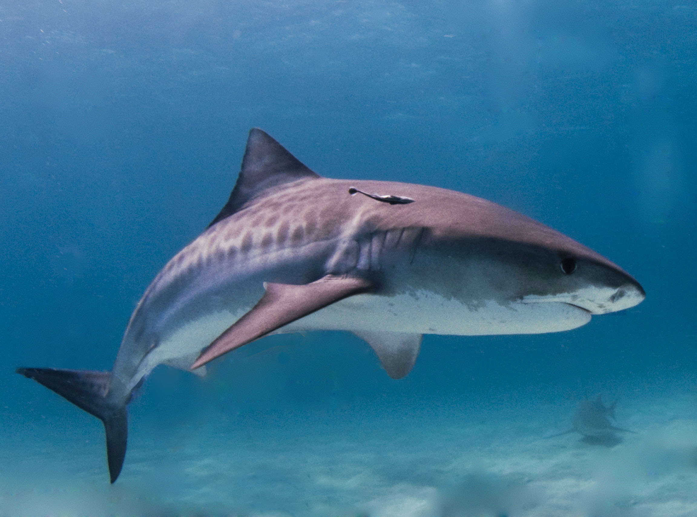 Swim with Tiger Sharks