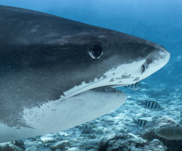Dive with Tiger sharks 